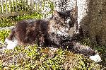 Lost cat "Sonny" in Pomona