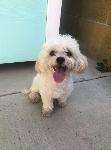 FOUND DOG - CHINO