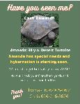 Desert Tortoise On The Run