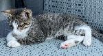 Lost our cat JACK. Pomona,On Garey and Garfield