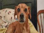 Found Dog
