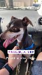 Found Dog