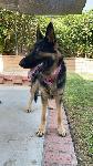 FOUND German Shepard
