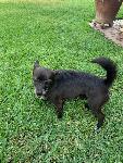 FOUND DOG - CHINO / CHINO HILLS