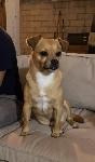 FOUND DOG - ONTARIO