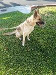 German shepherd