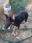 FOUND YOUNG GERMAN SHEPHERD IN CHINO