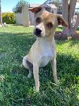FOUND DOG - ONTARIO