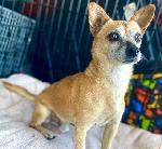 10/15/2020 Dog Found Riverside Dr. & Archibald Ave. Ontario CA