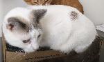 Missing Cat, Pebble, Chino Hills