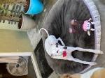 Lost dog