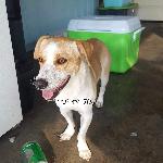 Found dog 10/16 Pomona
