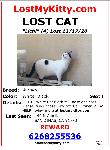 Lost Cat