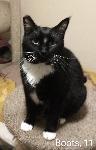 Lost Cat
