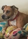 Lost Dog