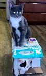 Missing kitten