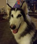 LOST MALAMUTE - possibly struck by truck - ONTARIO