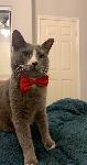 Lost grey and white cat