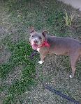 LOST DOG - ONTARIO