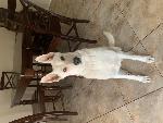 Lost Dog