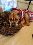 12-year old Boxer mix still missing