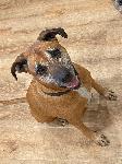 Lost Boxer Mix