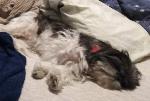 lost doggie