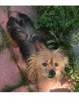 Missing Small Yorkie: Kanye