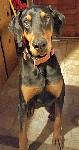 Missing Dog