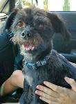 Lost Dog