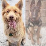 Lost Dogs