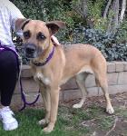 FOUND DOG - SAN ANTONIO HEIGHTS / UPLAND