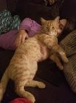 Beloved Cat Artyum is Lost