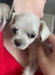 FOUND DOG - ONTARIO