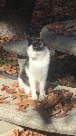 Louis missing in Claremont