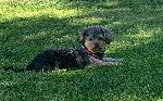 Look for small black terrier mix