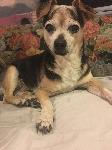 Please help find my precious little guy