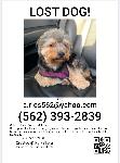 Lost Dog Roley