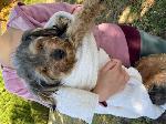 found Dog