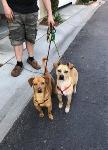 FOUND BUDDIES - THE PRESERVE / CHINO