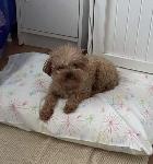 FOUND DOG - CHINO HILLS
