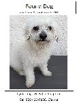 Found Dog in Covina