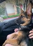 FOUND GERMAN SHEPHERD - ONTARIO