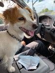 Found Dog - Small Tan/White
