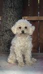 LOST DOG - CHINO