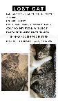 Lost Cat