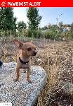 Lost my dog