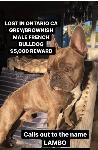 Lost DOG