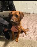FOUND DOG - CHINO, CA