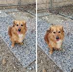 Found dog